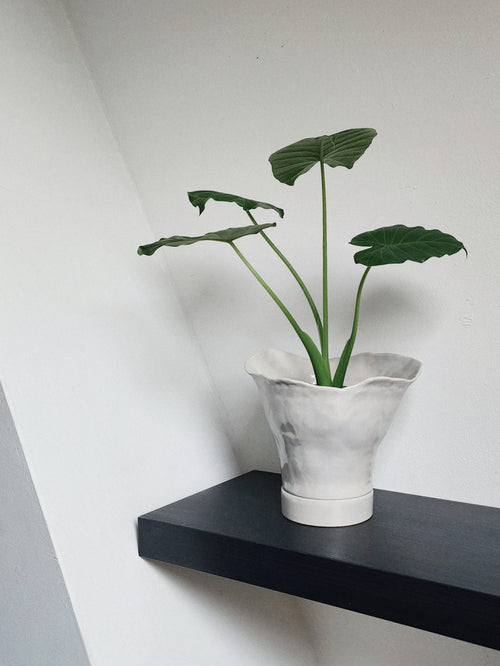 Cala Planter