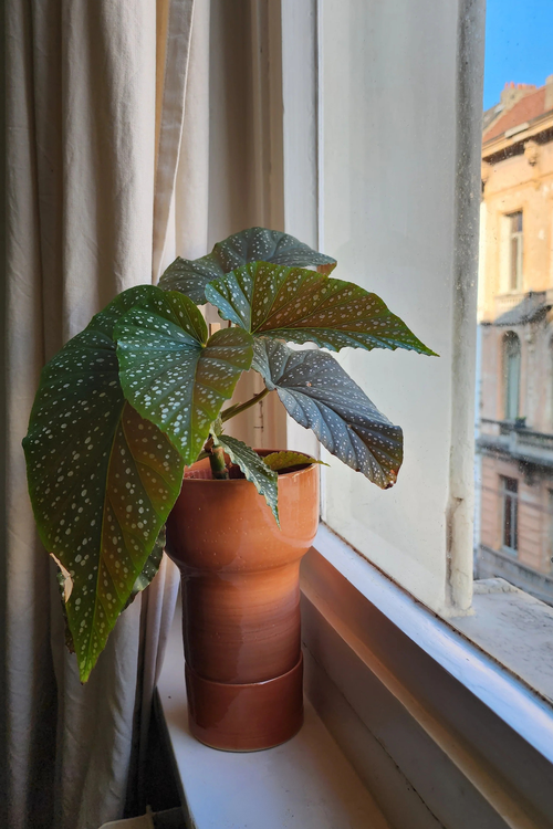 Apricot Cima Planter