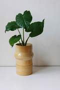 Sunny Alma Planter